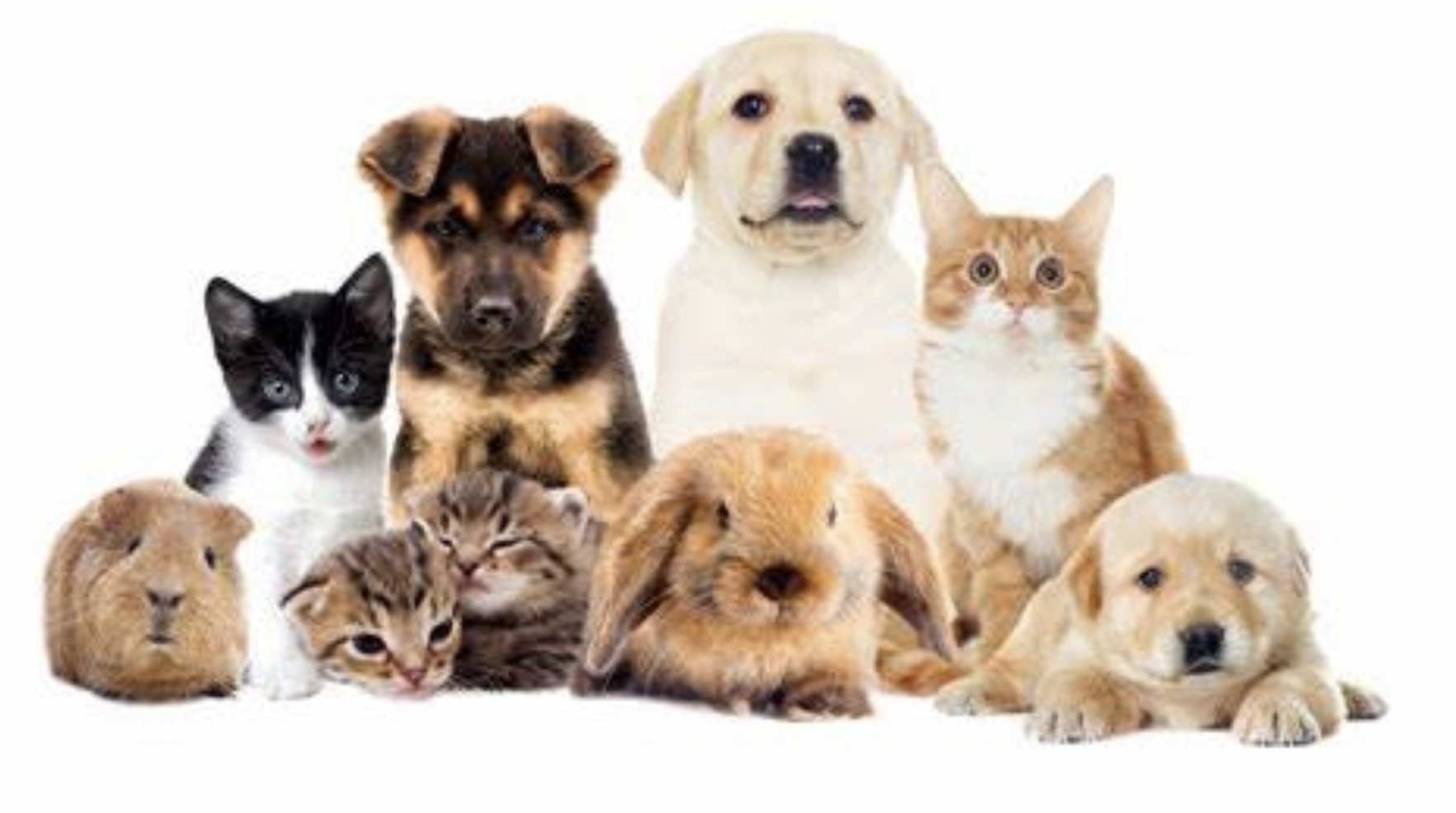 Investimenti tematici: fare soldi con gli animali domestici
